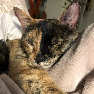 Meet your Posher, Laila